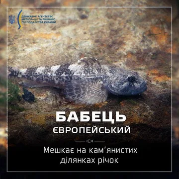 Бабець європейський