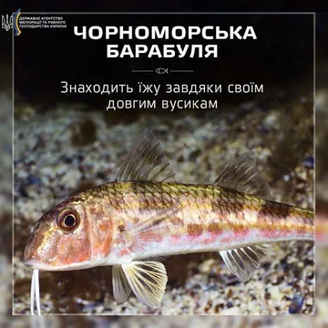 Барабуля чорноморська (султанка)
