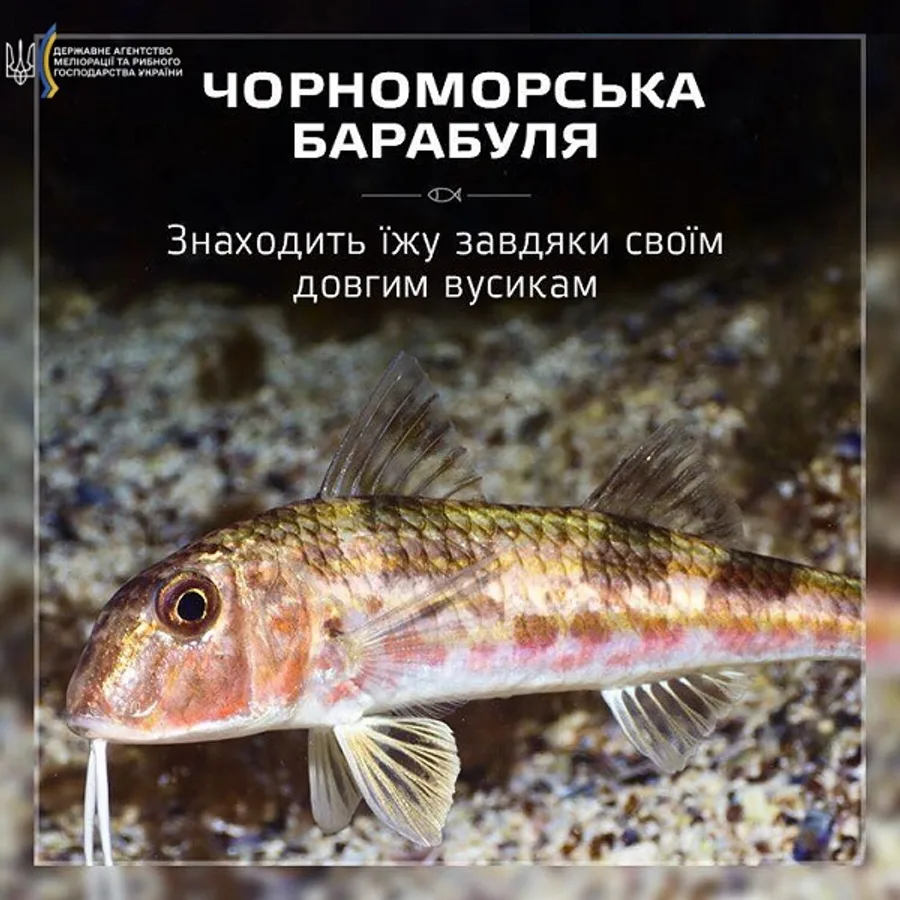 Барабуля чорноморська (султанка)