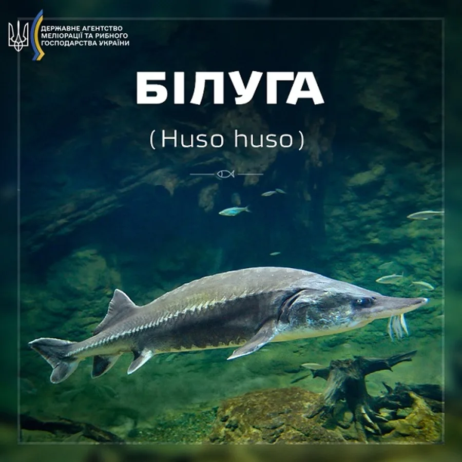 Білуга