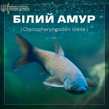 Білий амур