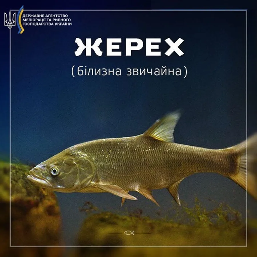 Білизна звичайна (жерех)