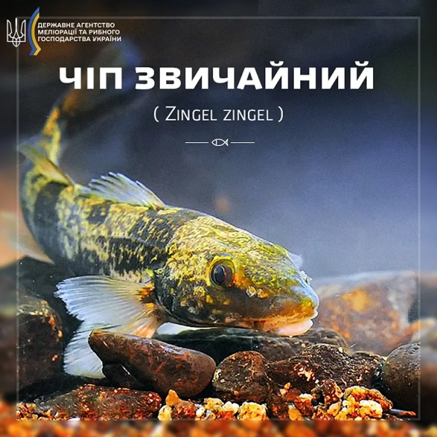 Чіп звичайний