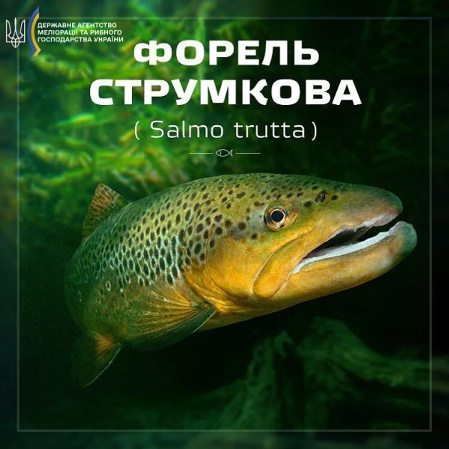 Форель струмкова (пструг струмковий)