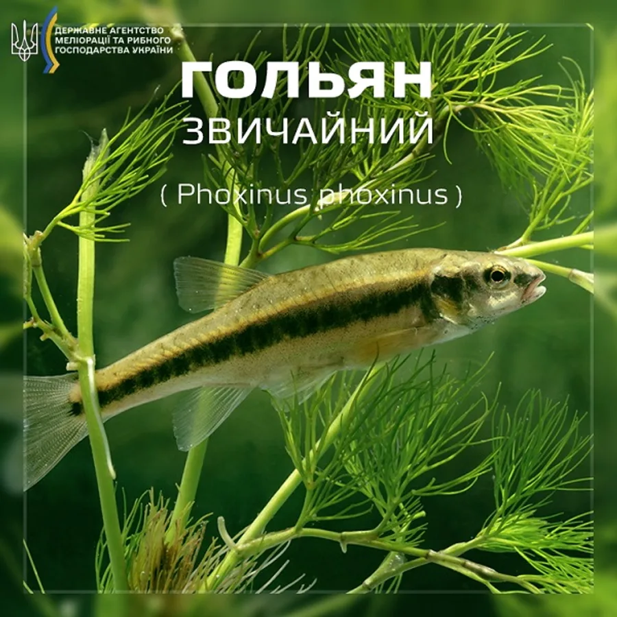 Гольян звичайний (мересниця річкова)