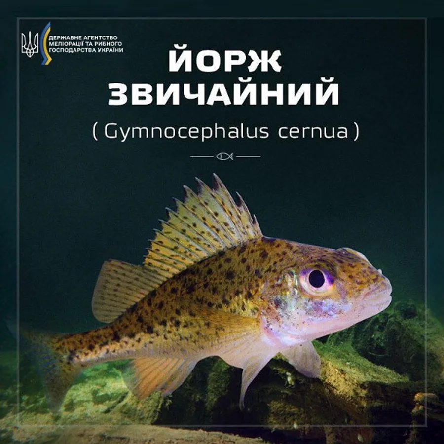 Йорж звичайний