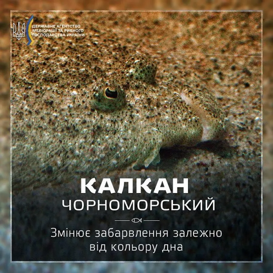 Калкан