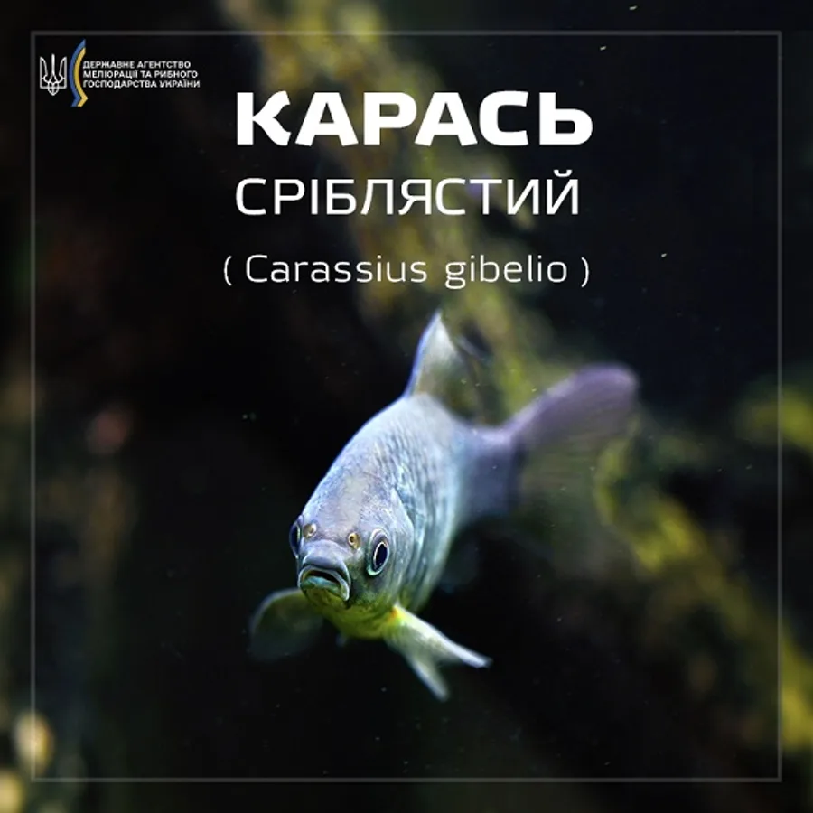 Карась сріблястий