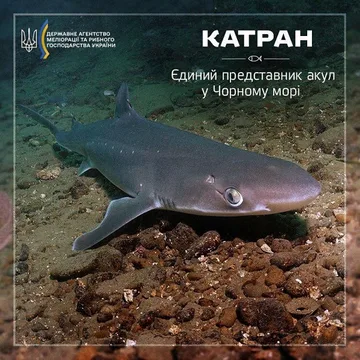 Катран чорноморський