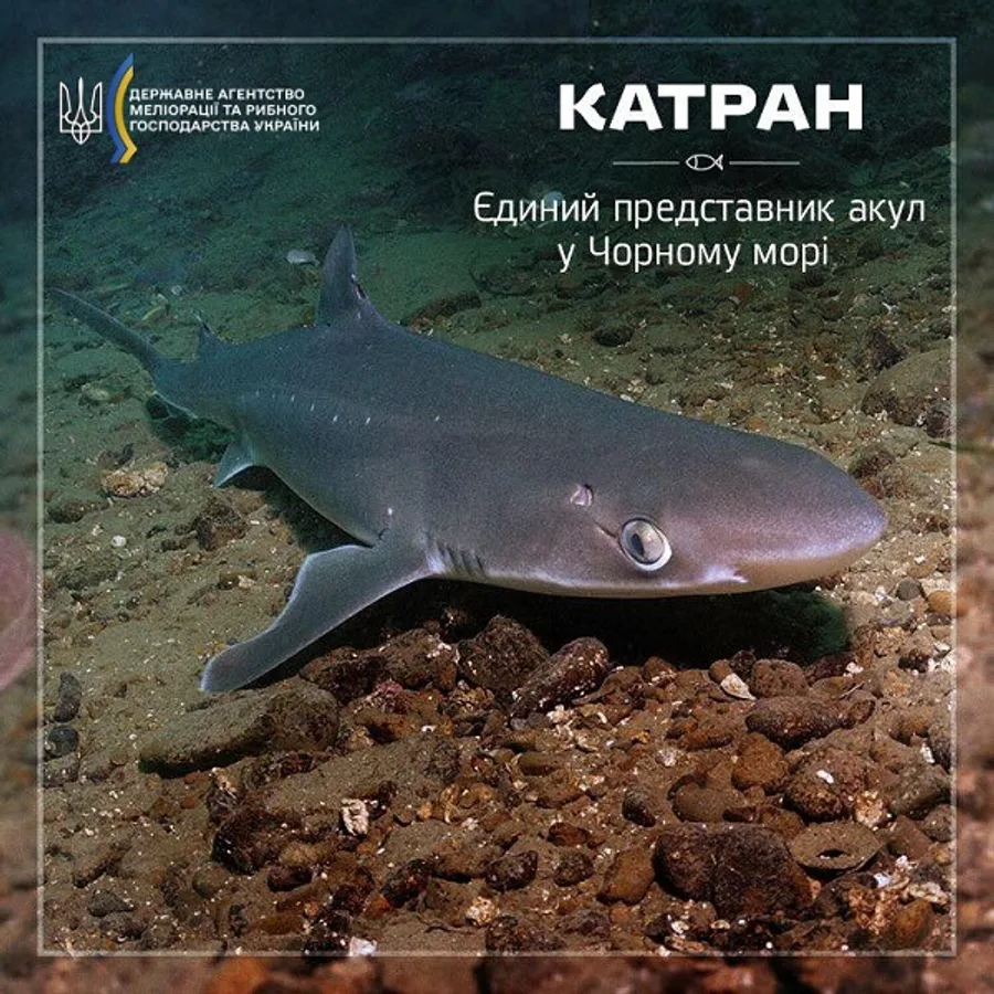 Катран чорноморський