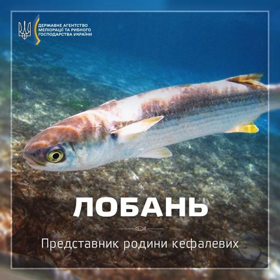 Кефалі азово-чорноморські