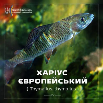 Харіус європейський