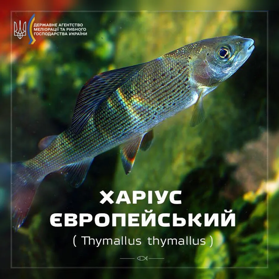 Харіус європейський