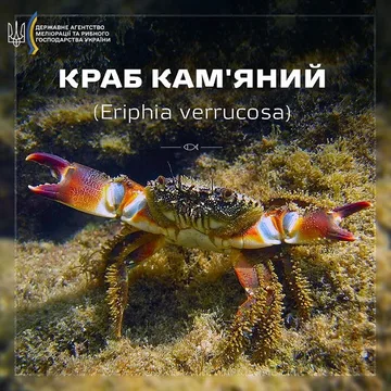 Краб кам'яний