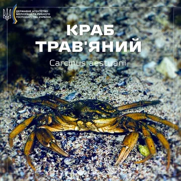 Краб трав'яний