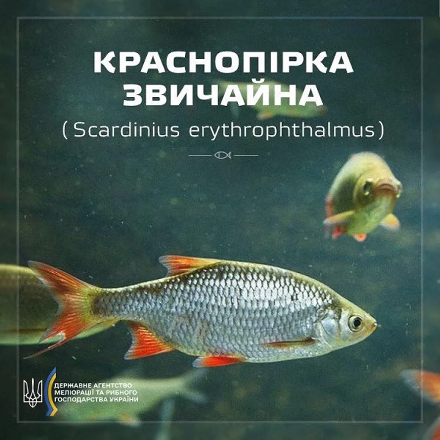Краснопірка