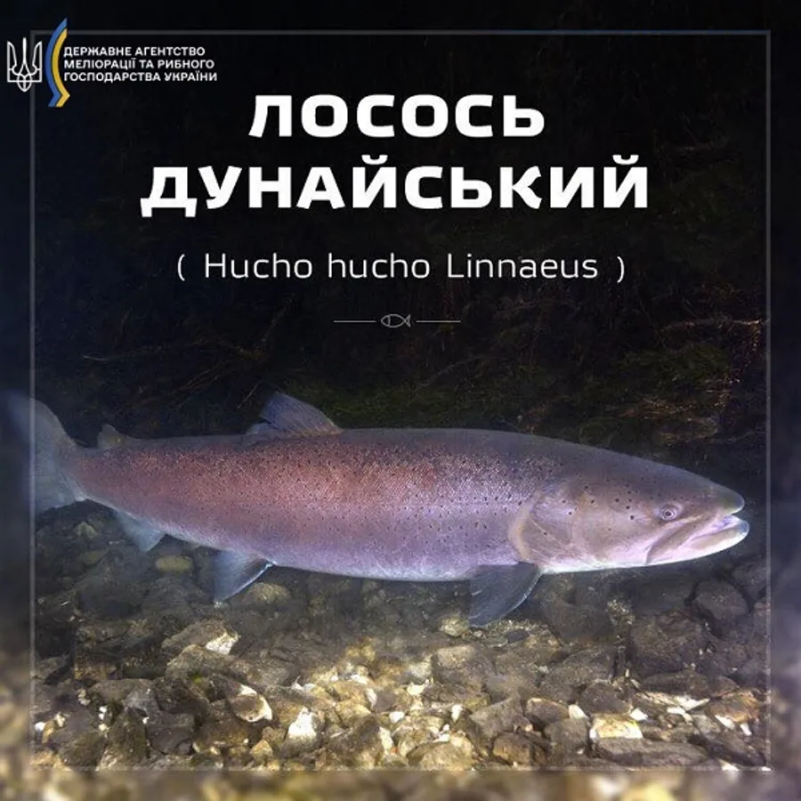 Лосось дунайський (головатиця)