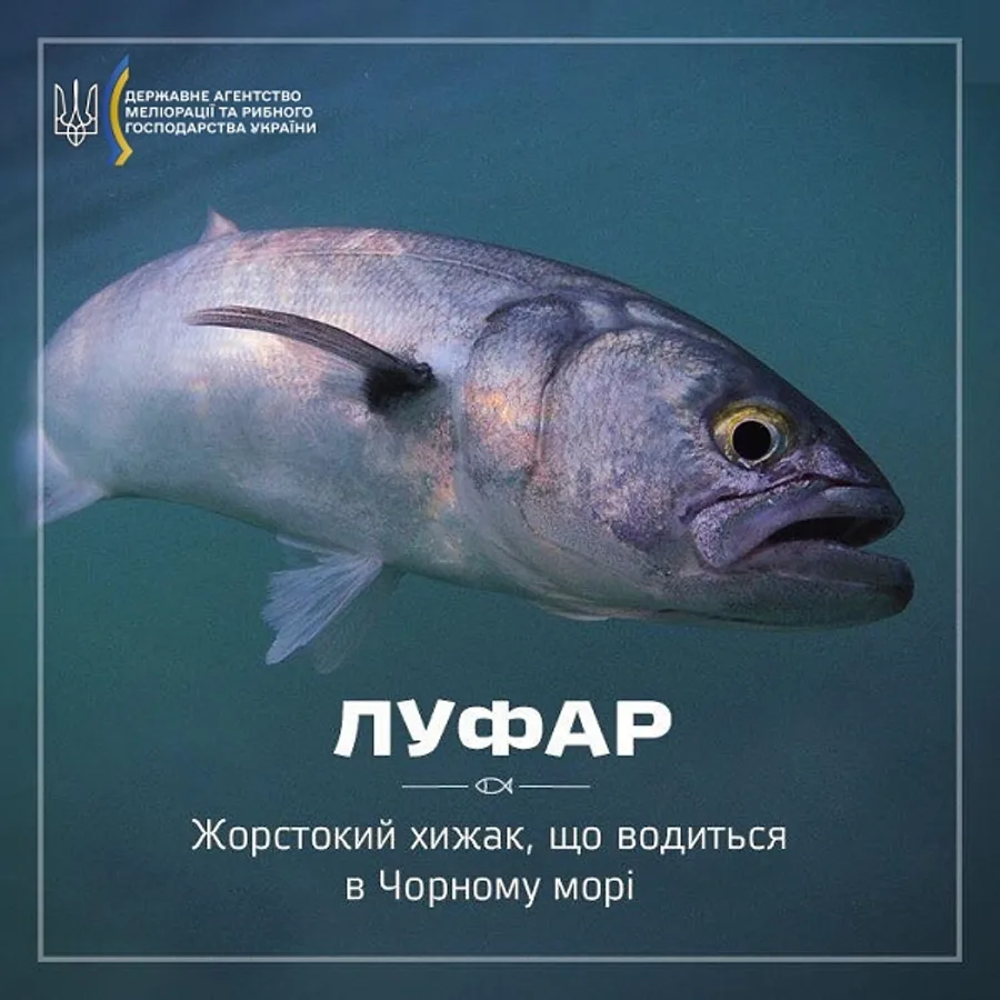 Луфар