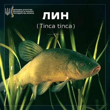 Лин