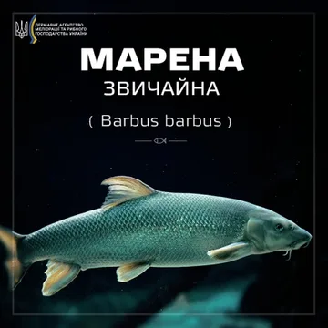 Марена звичайна