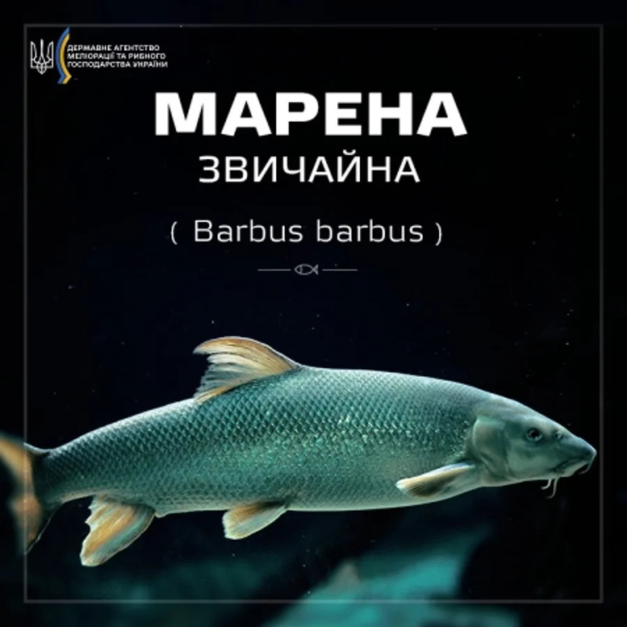 Марена звичайна