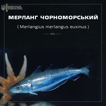 Мерланг чорноморський (пікша)