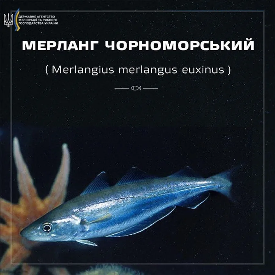 Мерланг чорноморський (пікша)