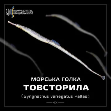 Морська голка (іглиця) товсторила