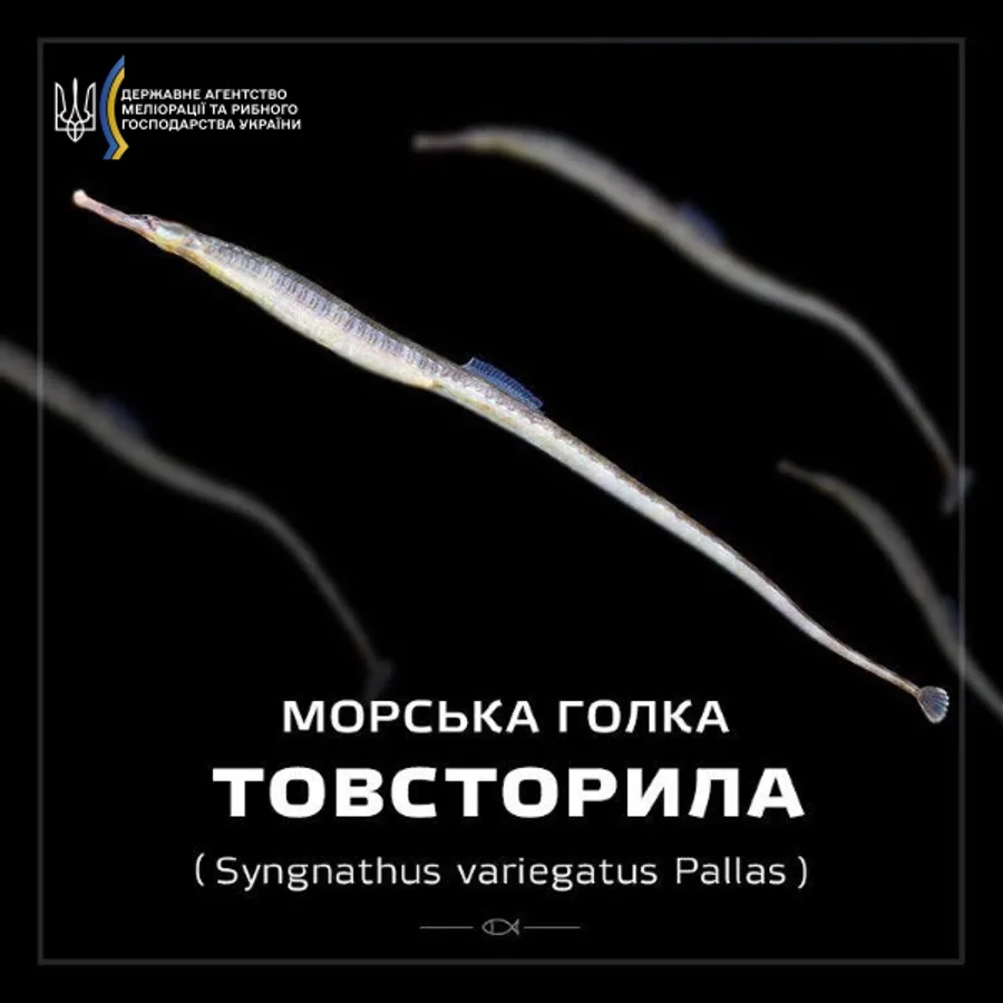 Морська голка (іглиця) товсторила