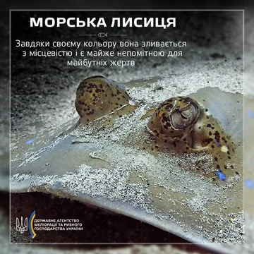 Морська лисиця