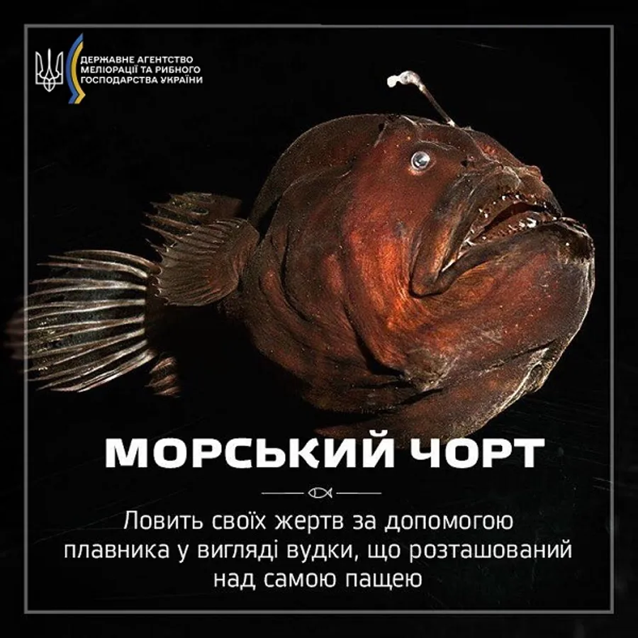 Морський чорт європейський