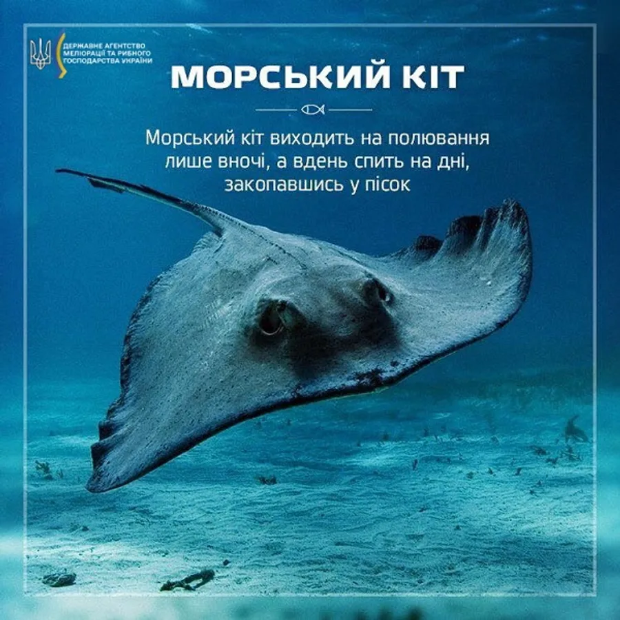 Морський кіт (скат-хвостокол)
