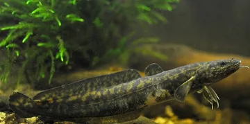 Минь річковий