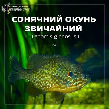 Окунь сонячний