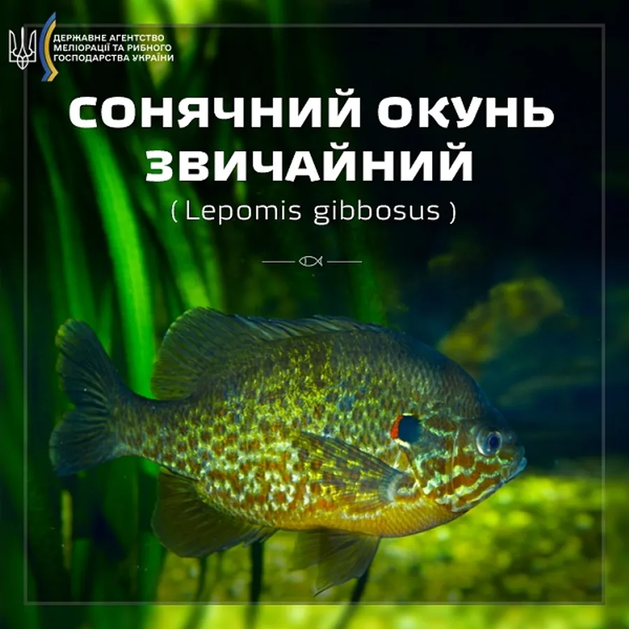 Окунь сонячний