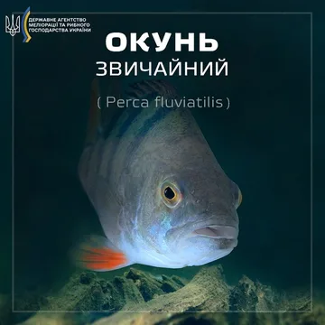 Окунь звичайний