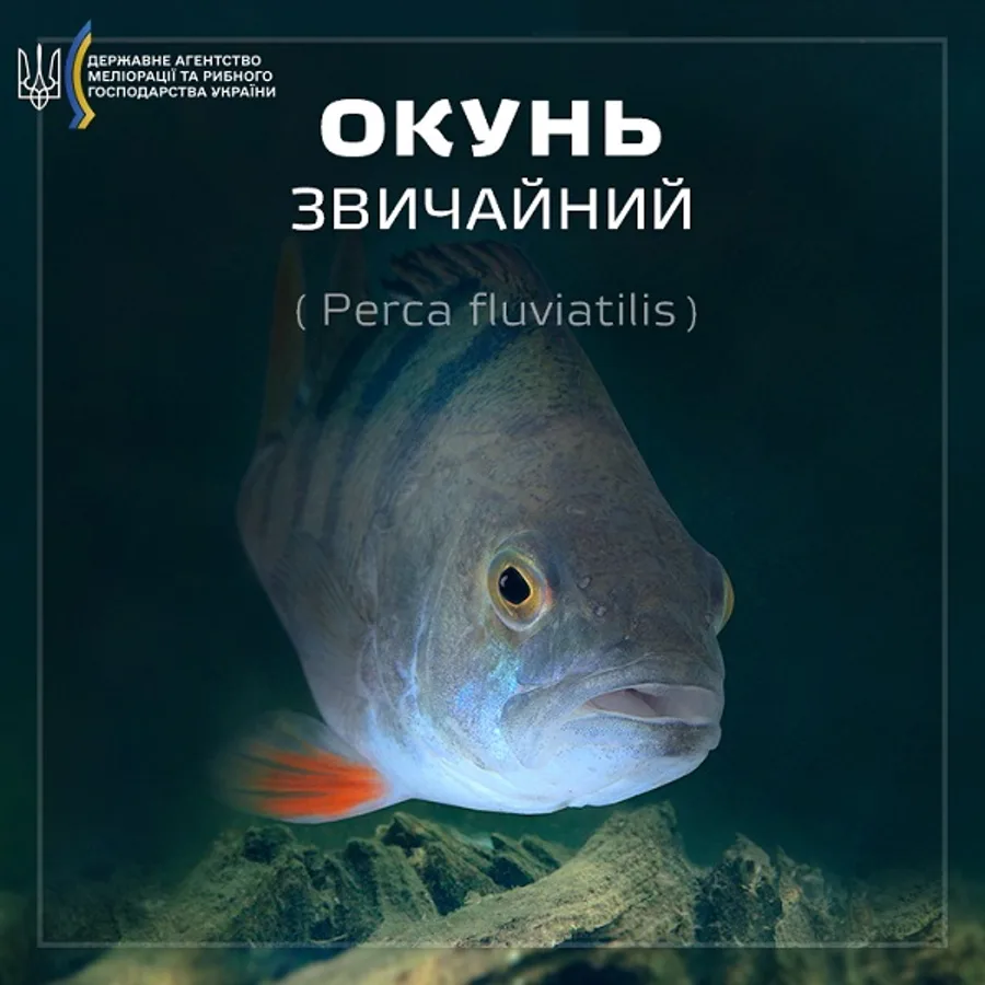 Окунь звичайний