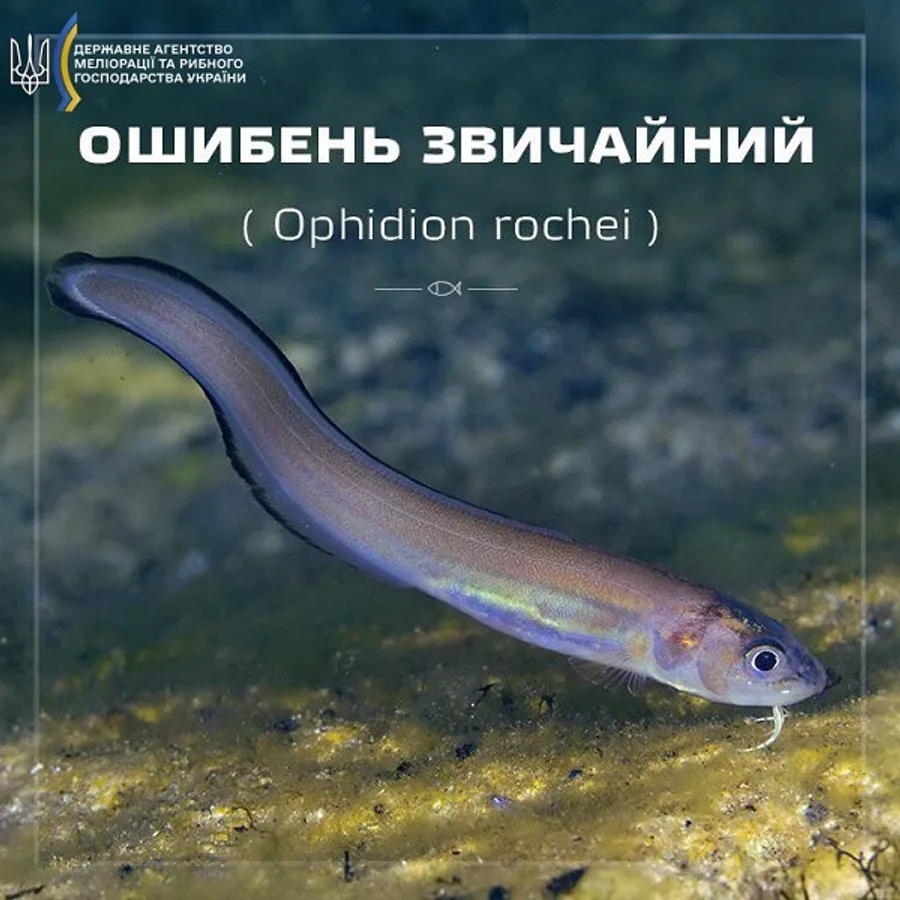 Ошибень звичайний