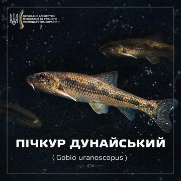Пічкур дунайський