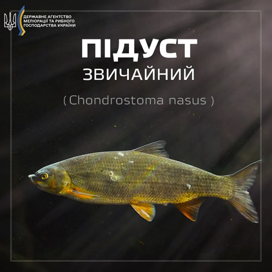 Підуст звичайний