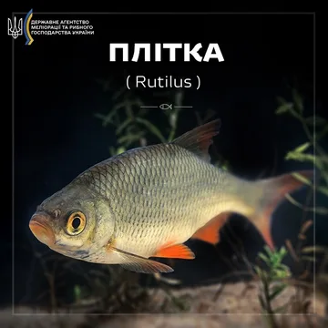 Плітка