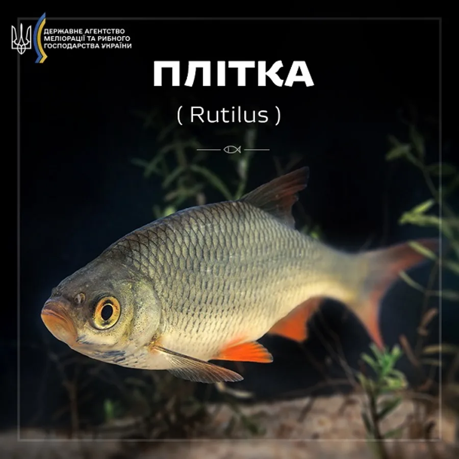Плітка