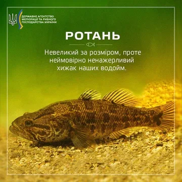 Ротань-головешка
