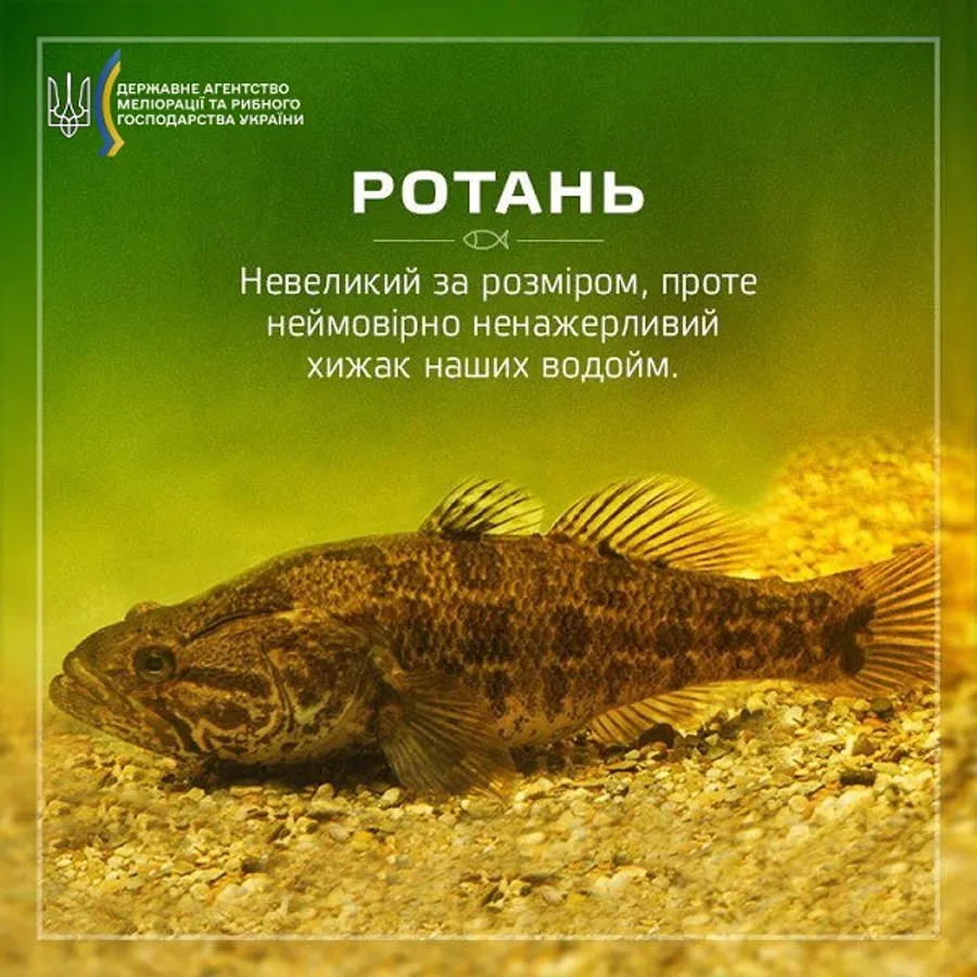 Ротань-головешка