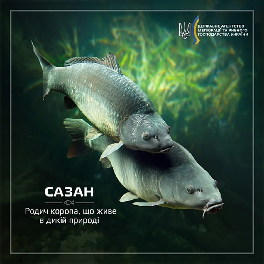Сазан