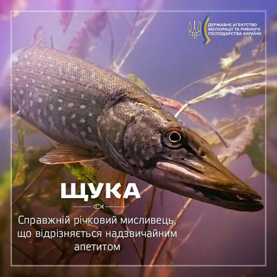 Щука