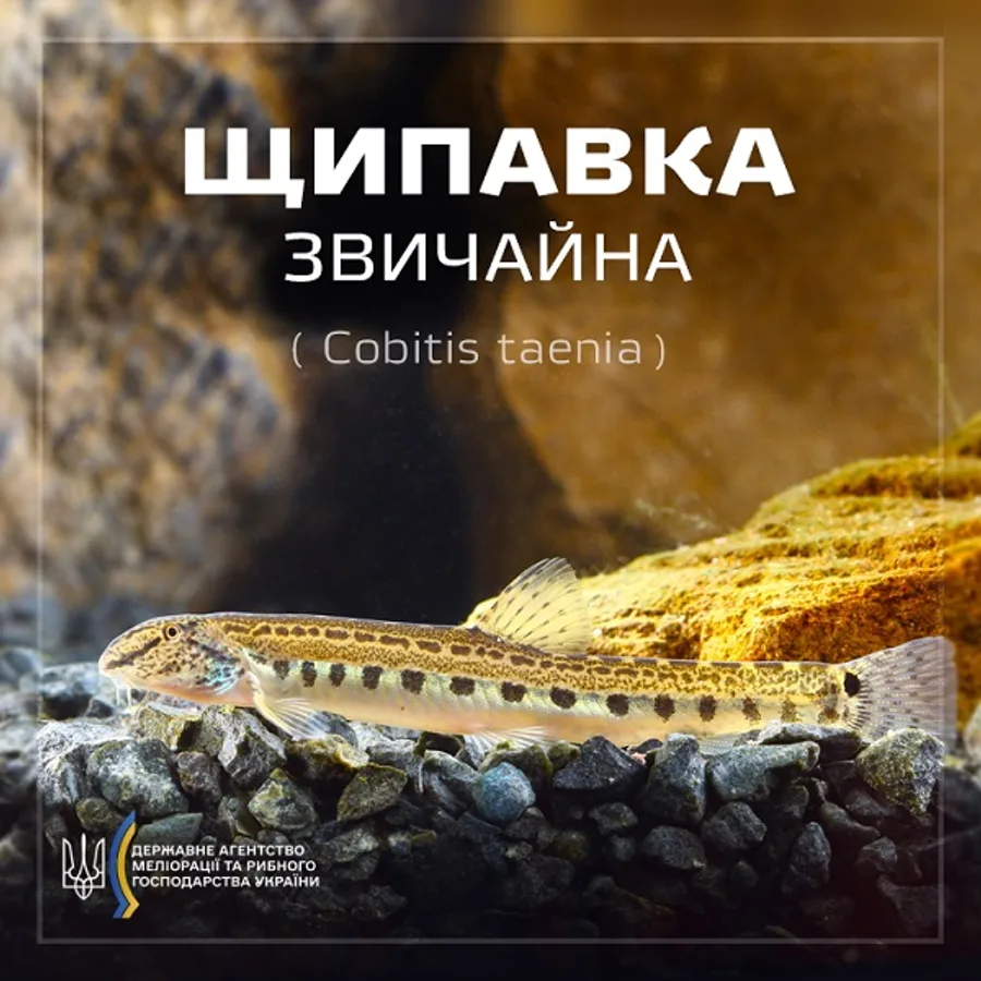 Щипавка звичайна