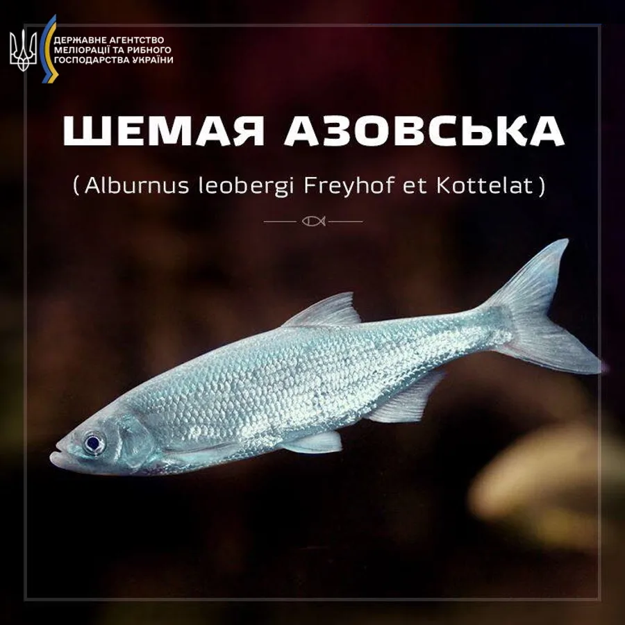 Шемая азовська (селява азовська)