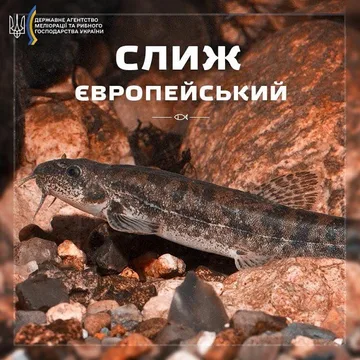 Слиж європейський