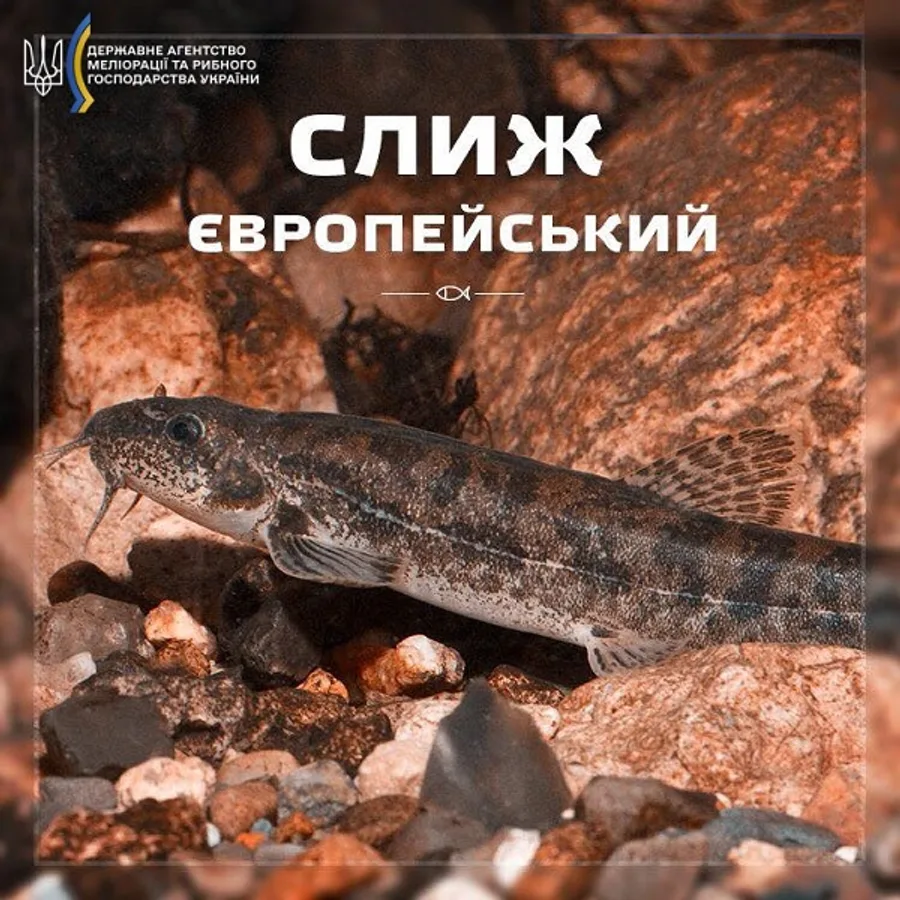 Слиж європейський